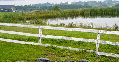 Grassy pond in Aroostook